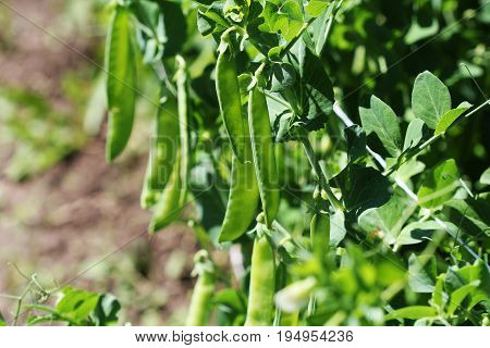 Green pea pods on agricultural field. Gardening background with green plants .
