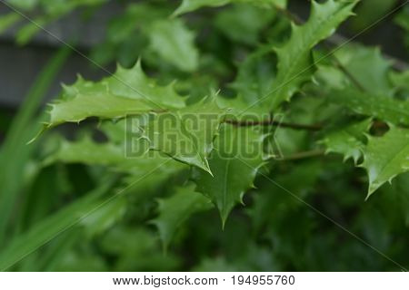 Pretty Green Holly Plant Growing In Nature