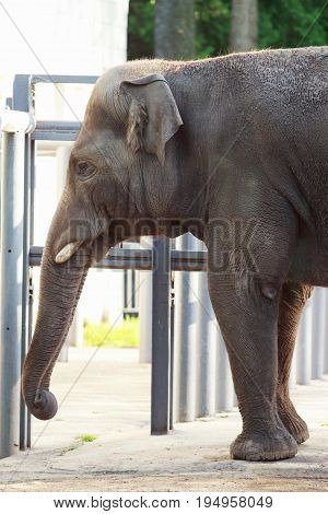 The big elephas maximus in the zoo