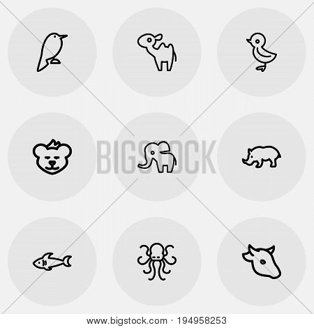 Set Of 9 Editable Animal Icons. Includes Symbols Such As Cougar, Dromedary, Predator And More. Can Be Used For Web, Mobile, UI And Infographic Design.