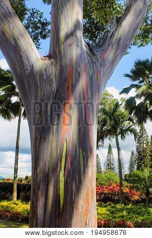 Close up image of a Rainbow Eucalyptus tree trunk (Eucalyptus deglupta)