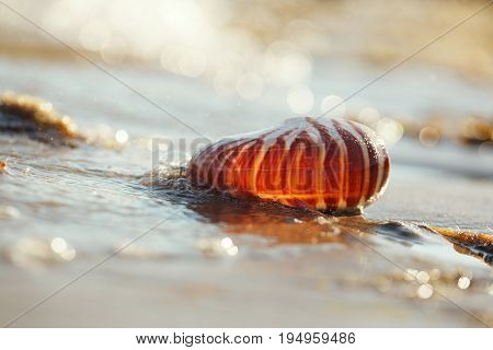  British summer  beach with nautilus pompilius sea shell