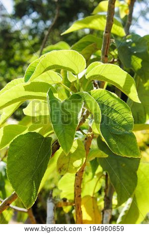 Close up image of Paper Mulberry (Broussonetia papyrifera)
