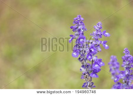 Close-up of Blue Salvia (Blue sage salvia farina-Cea) flowers blooming in the garden ornamental plants spring.