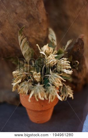 Dead flower selective focus with wooden blurred background