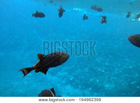 Sea Life Of Molokini Crater, Maui, Hawaii.