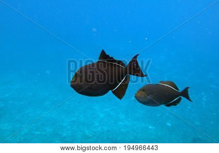Sea Life Of Molokini Crater, Maui, Hawaii.