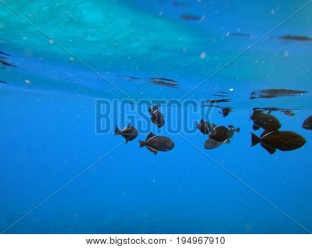 Sea Life Of Molokini Crater, Maui, Hawaii.