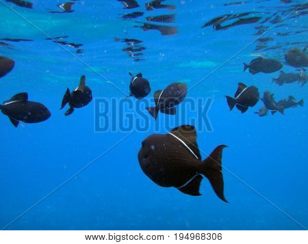 Sea Life Of Molokini Crater, Maui, Hawaii.