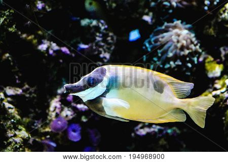Close up image of a Foxface Rabbitfish - Siganus vulpinus