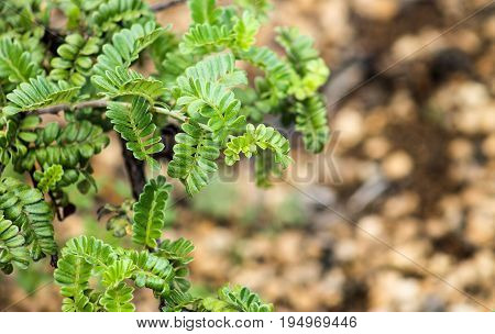 Ulei (Osteomeles anthyllidifolia) - commonly called Ulei eluehe u'ulei Hawaiian rose or Hawaiian hawthorn is a species of flowering shrub in the rose family Rosaceae.