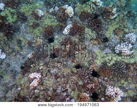 Sea Life Of Molokini Crater, Maui, Hawaii.
