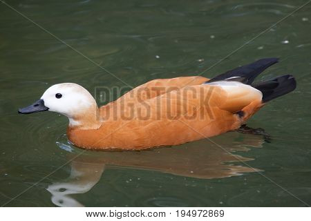 Ruddy shelduck (Tadorna ferruginea), also known as the Brahminy duck.