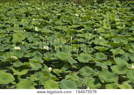 Water Lillies cover a pond at the North Carolina Estuarium in WashingtonNorth Carolina