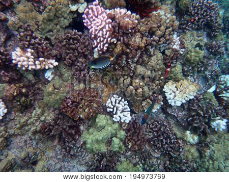 Sea Life Of Molokini Crater, Maui, Hawaii.