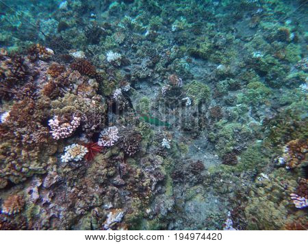 Sea Life Of Molokini Crater, Maui, Hawaii.