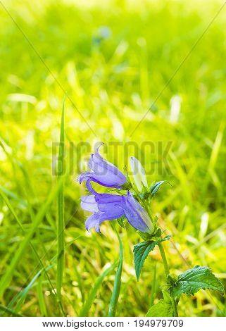 Violet Campanula trachelium or nettle-leaved bellflower flower in grass. Violet bellflower