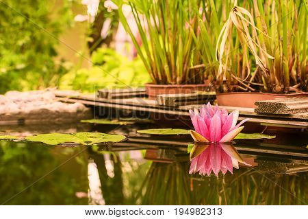 White pink lily in an artificial pond with reflection in the water