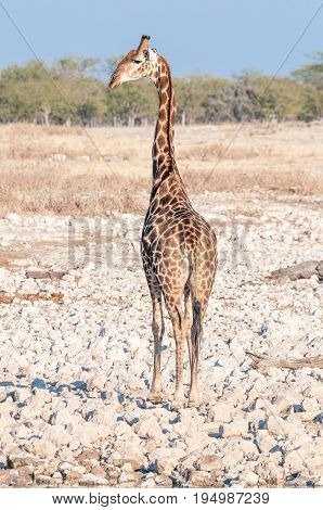 A Namibian giraffe giraffa camelopardalis angolensis with its back to the camera looking over its shoulder
