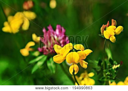 Birdfoot Trefoil (Lotus corniculatus).Macro from a yellow flower(selective focus).