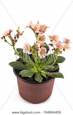 Orange flowers Hippeastrum flower pot, isolated on white background, (Amaryllidaceae) blossom flowers Amaryllis or Hippeastrum