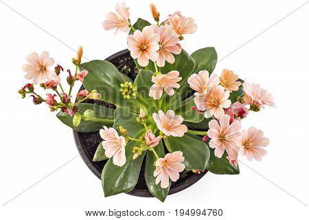 Orange flowers Hippeastrum flower pot, isolated on white background, (Amaryllidaceae) blossom flowers Amaryllis or Hippeastrum
