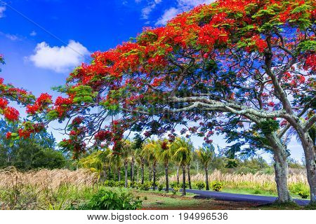 Exotic tropical tree flamboyant with red flowers. Mauritius island