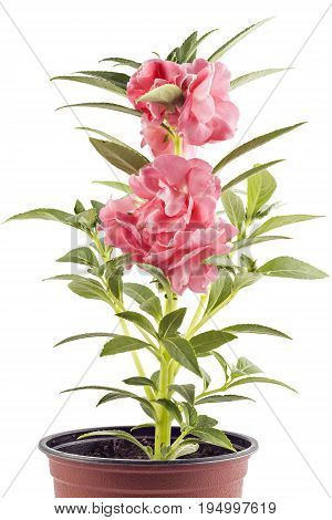 Beautiful blooming Garden Balsam (Impatiens balsamina L.) tree and flower in flower pot isolated on white background