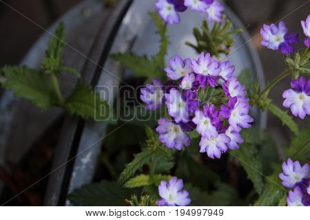 Violet blossoms in the shadow on zinc pot in the garden macro