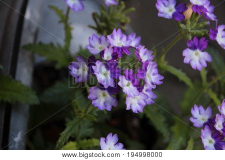 Violet blossoms in the shadow on zinc pot in the garden macro