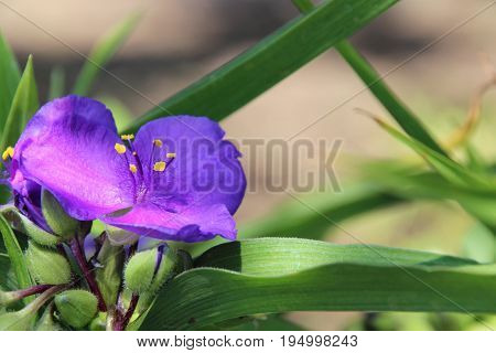 three master flower, purple, garden, summer, dream