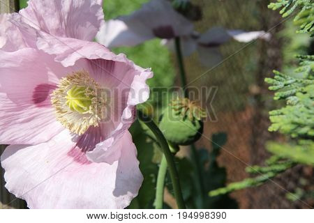 Purple sleepy poppies macro in summer garden