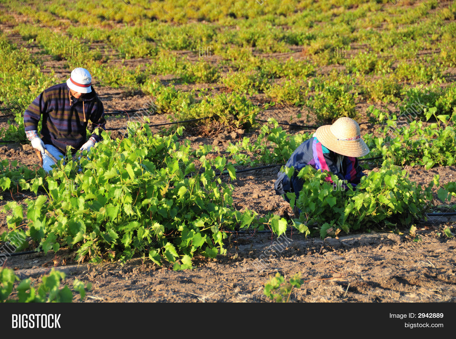 Mexican Farm Workers Image & Photo (Free Trial) Bigstock
