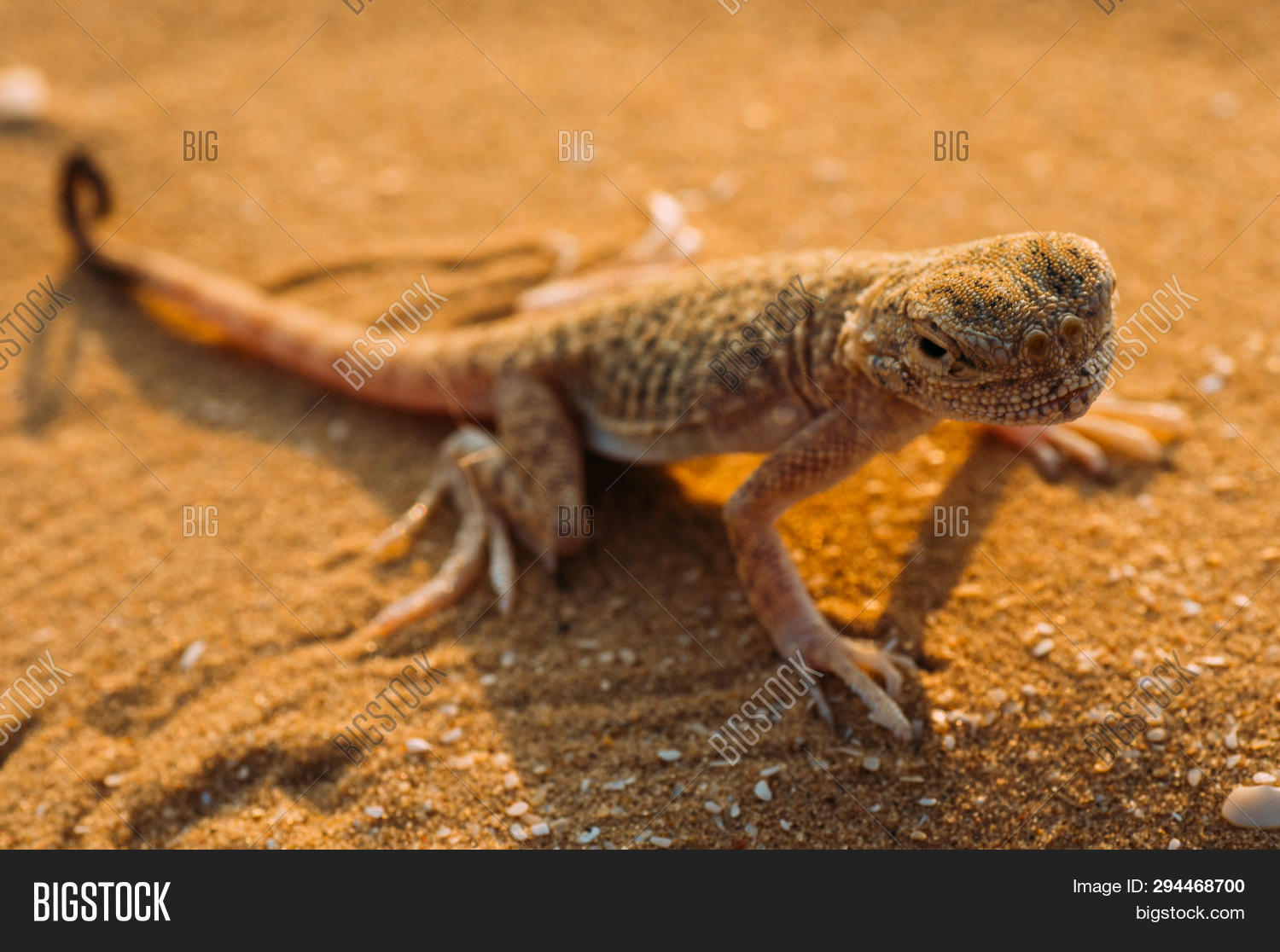 Lizard Desert On Image & Photo (Free Trial) Bigstock