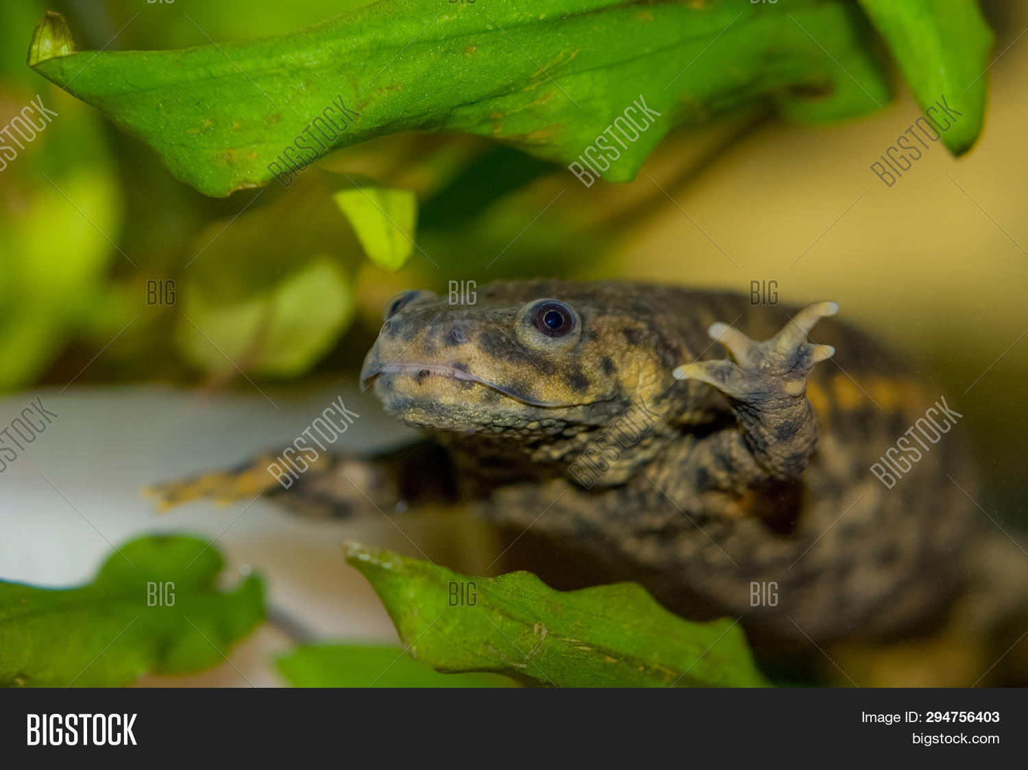 Underwater Spanish Image & Photo (Free Trial) Bigstock