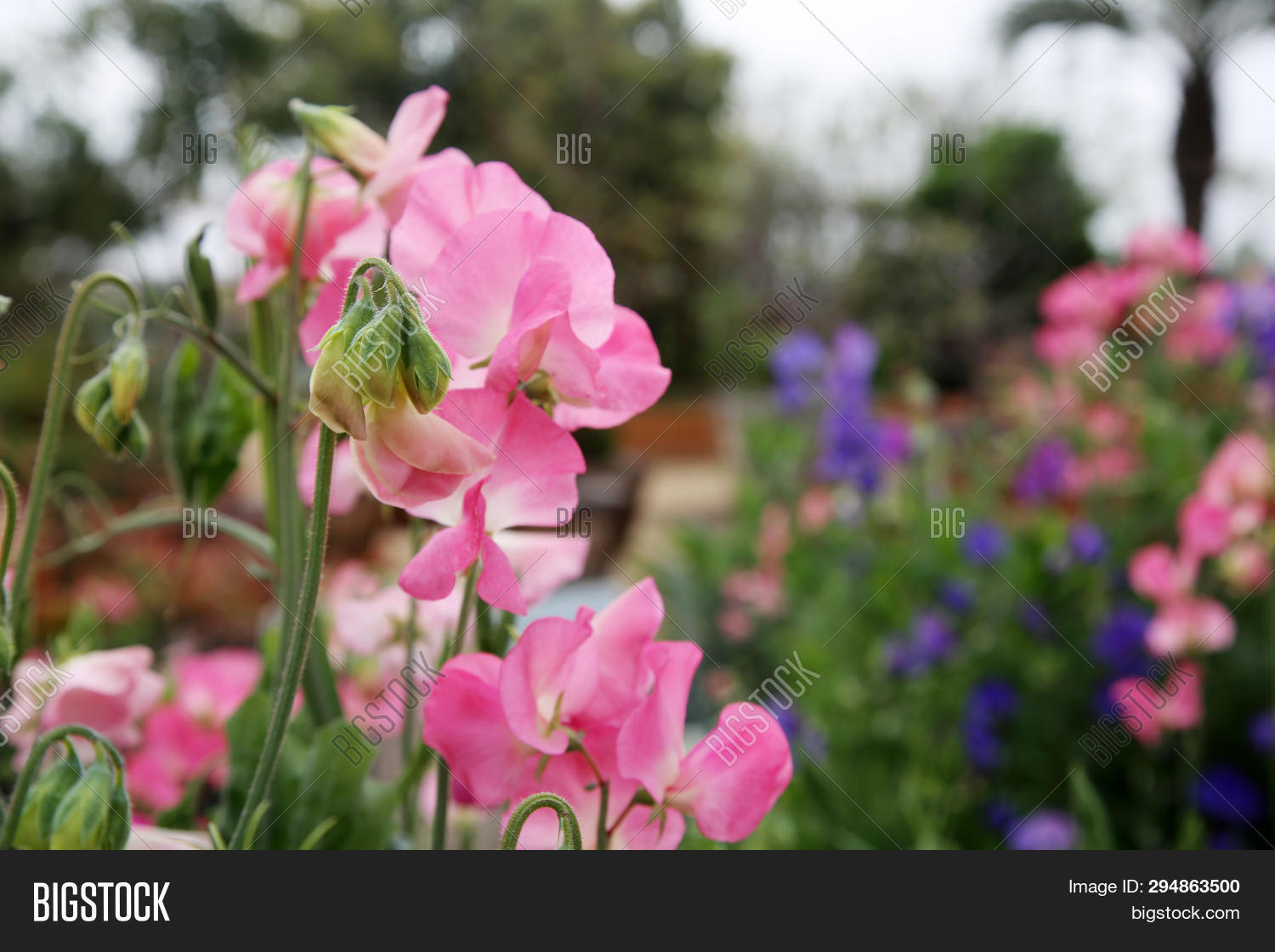 Pea Plant. Pea Bean Image & Photo (Free Trial) Bigstock