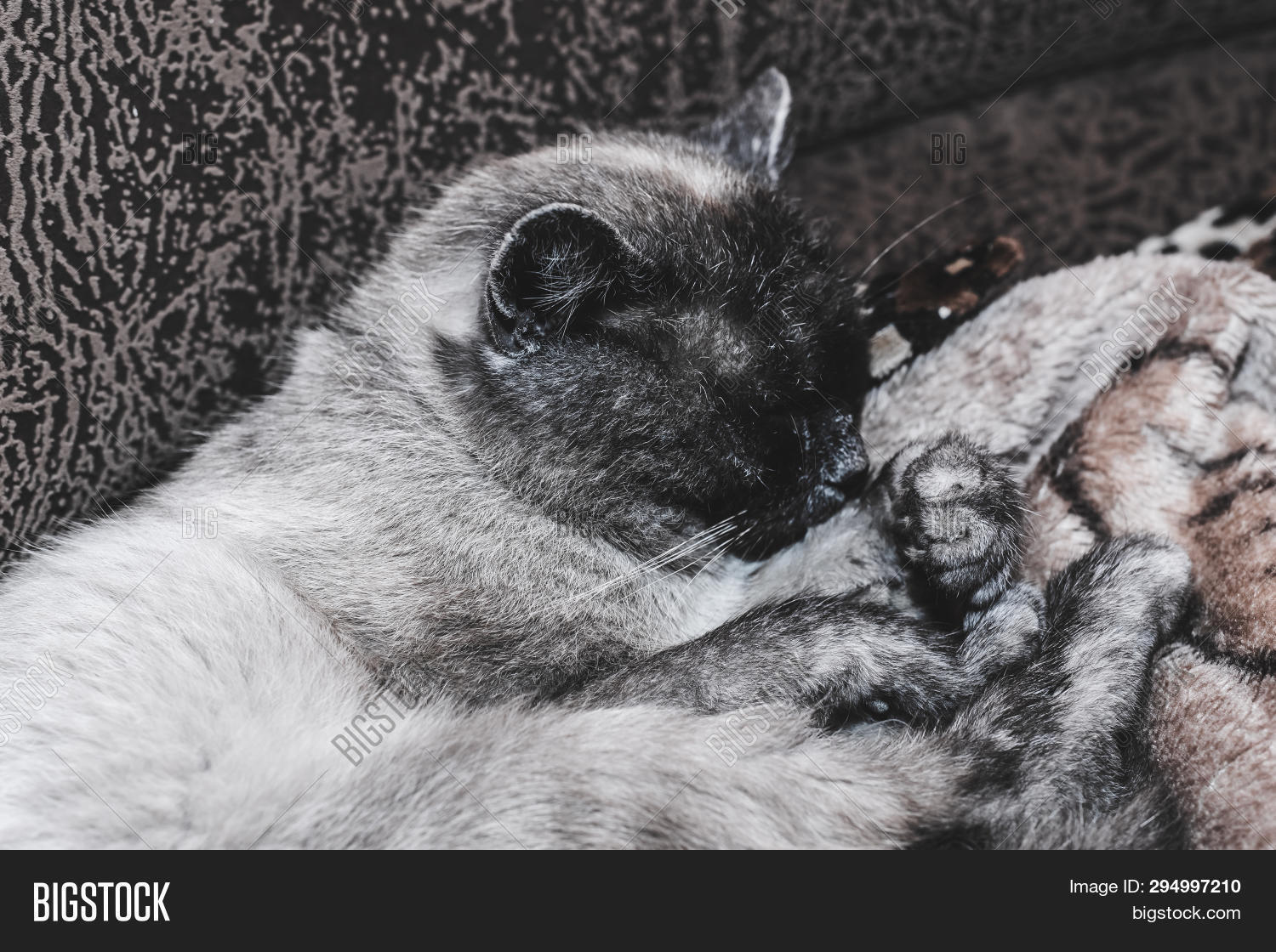 Siamese Cat Licking Image & Photo (Free Trial) Bigstock