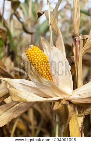 Agricultural Field On Which Grows Ready For Harvest Ripe Yellow Corn On The Cob And Her. Autumn Seas