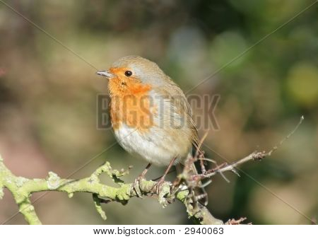 Robin