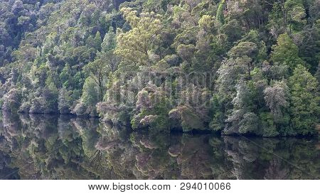 Close Up Temperate Rainforest By The Gordon River