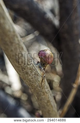 Kidneys Of Black Currant Affected By A Kidney Tick With The Latin Name Cecidophyopsis Ribis