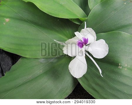 Flower Of Aromatic Ginger Or Kencur, Indonesian Tropical Plant