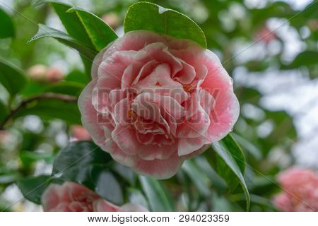 Pinke Kamelie Jean Clere (camellia Japonica) 2019 4 - 7.4.2019
