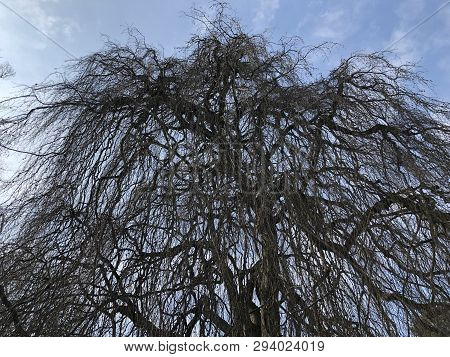 The Weeping Beech (fagus Sylvatica Pendula) Or Trauerbuche, Villa Boveri, Baden - Canton Of Aargau, 
