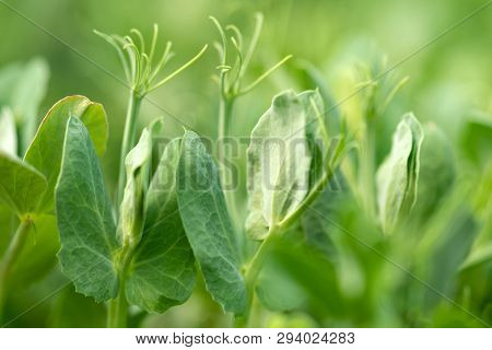 Micro Green Of Peas