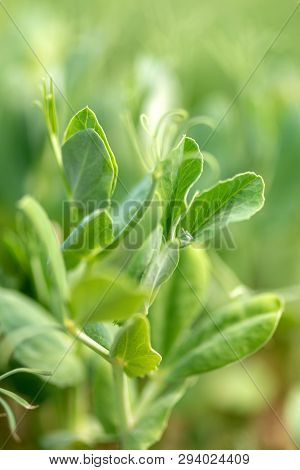 Micro Green Of Peas