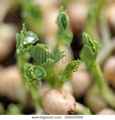Micro Green Of Peas