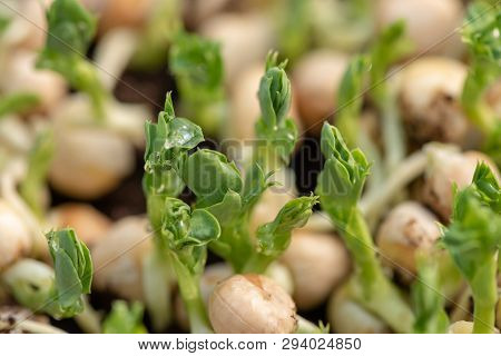 Micro Green Of Peas