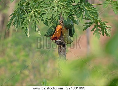 Sooty-headed Bulbul Bird Is Eating Ripe Papaya Isolated On Blurry Background