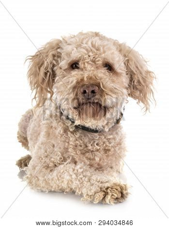 Lagotto Romagnolo In Front Of White Background